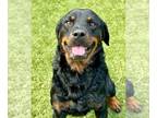 Rottweiler DOG FOR ADOPTION RGADN-1250357 - Capers - Rottweiler (medium coat)