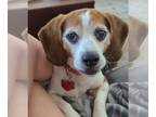 Beagle DOG FOR ADOPTION RGADN-1250358 - Tuck - Beagle Dog For Adoption