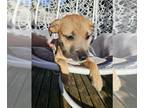 Pug Mix DOG FOR ADOPTION RGADN-1250362 - Callie A Terrier-Pug mix puppy -