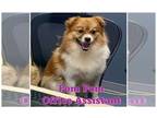 Pomeranian Mix DOG FOR ADOPTION RGADN-1250365 - Pom-Pom *FH* - Pomeranian /