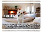 Huskies Mix DOG FOR ADOPTION RGADN-1250370 - Natasha - Husky / Hound / Mixed