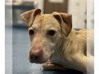 Labrador Retriever Mix DOG FOR ADOPTION RGADN-1250379 - LAKE - Labrador