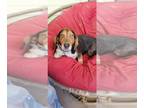 Beagle DOG FOR ADOPTION RGADN-1250392 - Lasso - Beagle Dog For Adoption