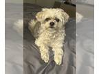 Shih Tzu Mix DOG FOR ADOPTION RGADN-1250401 - Cutie - Shih Tzu / Mixed (medium