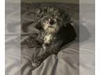 Shih Tzu Mix DOG FOR ADOPTION RGADN-1250405 - Evie - Shih Tzu / Mixed (medium
