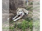 Huskies Mix DOG FOR ADOPTION RGADN-1250408 - Lucy - Husky / Mixed Dog For