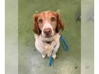 Brittany DOG FOR ADOPTION RGADN-1250421 - UT/Copper - Brittany (short coat) Dog