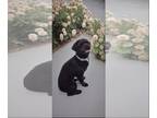Shih Tzu Mix DOG FOR ADOPTION RGADN-1250431 - Marlon - Shih Tzu / Mixed Dog For