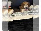 Beagle DOG FOR ADOPTION RGADN-1250434 - Sugarcane - Beagle Dog For Adoption