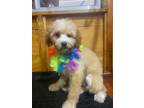 Adopt Shirley Valentine a Miniature Poodle, Mixed Breed