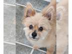 Pomeranian Mix DOG FOR ADOPTION RGADN-1250435 - Crystal - Pomeranian / Mixed
