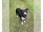 Border Collie-Bull Terrier Mix DOG FOR ADOPTION RGADN-1250436 - Cookie - Bull