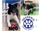 Border Collie Mix DOG FOR ADOPTION RGADN-1250438 - NEO - Border Collie / Mixed