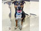 Boxer DOG FOR ADOPTION RGADN-1250439 - Major - Boxer Dog For Adoption