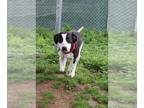 Coonhound Mix DOG FOR ADOPTION RGADN-1250449 - Benji - Coonhound / Mixed Dog For