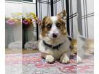 Mix DOG FOR ADOPTION RGADN-1250451 - Merlin - Welsh Corgi Dog For Adoption