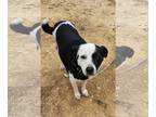 Collie Mix DOG FOR ADOPTION RGADN-1250469 - Destiny - Collie / Terrier / Mixed