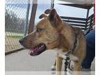 American Pit Bull Terrier Mix DOG FOR ADOPTION RGADN-1250470 - Darla - Shepherd