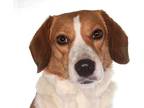 Beagle Mix DOG FOR ADOPTION RGADN-1250471 - Penny - Beagle / Shetland Sheepdog
