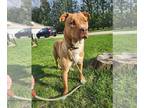 American Pit Bull Terrier Mix DOG FOR ADOPTION RGADN-1250474 - Piggy - Shepherd
