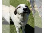 Great Pyrenees Mix DOG FOR ADOPTION RGADN-1250490 - HOOCH - Great Pyrenees /