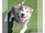 Huskies Mix DOG FOR ADOPTION RGADN-1250495 - Neville - Husky / Mixed Dog For