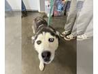 Mix DOG FOR ADOPTION RGADN-1250498 - Maya - Husky (long coat) Dog For Adoption