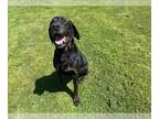 Shepradors DOG FOR ADOPTION RGADN-1250501 - TRIGGER - Labrador Retriever /