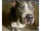 American Pit Bull Terrier DOG FOR ADOPTION RGADN-1250512 - QUEENIE - Pit Bull