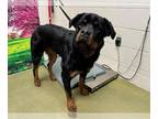Rottweiler Mix DOG FOR ADOPTION RGADN-1250516 - ROBIN - Rottweiler / Mixed