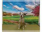 American Pit Bull Terrier DOG FOR ADOPTION RGADN-1250517 - FILMORE - Pit Bull