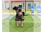 Catahoula Leopard Dog Mix DOG FOR ADOPTION RGADN-1250518 - PEPPER ANN -