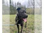American Pit Bull Terrier-Huskies Mix DOG FOR ADOPTION RGADN-1250525 - Magoo