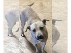 Black Mouth Cur-Labrador Retriever Mix DOG FOR ADOPTION RGADN-1250526 - Charlie