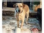 Labrador Retriever DOG FOR ADOPTION RGADN-1250528 - Tilly - Labrador Retriever