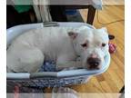 Dogo Argentino Mix DOG FOR ADOPTION RGADN-1250529 - BUDDY - Dogo Argentino /