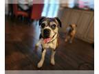Boxer DOG FOR ADOPTION RGADN-1250541 - Virgie - Boxer Dog For Adoption
