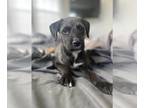 Cairn Terrier-Labrador Retriever Mix DOG FOR ADOPTION RGADN-1250542 - Lorelei -