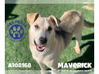 Labrador Retriever Mix DOG FOR ADOPTION RGADN-1250611 - MAVERICK - Labrador