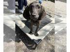 Plott Hound Mix DOG FOR ADOPTION RGADN-1250630 - Athos - Plott Hound / Mixed Dog