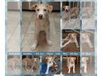 Labrador Retriever Mix DOG FOR ADOPTION RGADN-1250633 - KEANU - Labrador