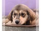 German Shepherd Dog-Huskies Mix DOG FOR ADOPTION RGADN-1250637 - Su-Paw-Star
