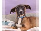 Chiweenie DOG FOR ADOPTION RGADN-1250642 - Harry Paw-ter Pup - Dumbledog -