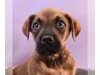 Boxer-German Shepherd Dog Mix DOG FOR ADOPTION RGADN-1250643 - Beastie - Boxer /