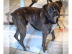 Boxer DOG FOR ADOPTION RGADN-1250650 - Gunther - Boxer Dog For Adoption
