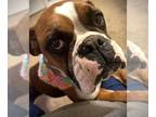 Boxer DOG FOR ADOPTION RGADN-1250651 - Annie III - Boxer Dog For Adoption