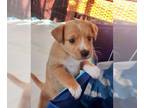 Poodle (Miniature) Mix DOG FOR ADOPTION RGADN-1250654 - Halo Honey - Terrier /