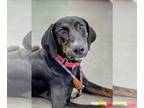 Doberman Pinscher Mix DOG FOR ADOPTION RGADN-1250666 - Boone Steele - Doberman