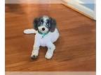 Poodle (Miniature) DOG FOR ADOPTION RGADN-1250673 - MAX 2 (COURTESY POST) -