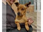 Rat Terrier Mix DOG FOR ADOPTION RGADN-1250675 - Elana - Rat Terrier / Hound /